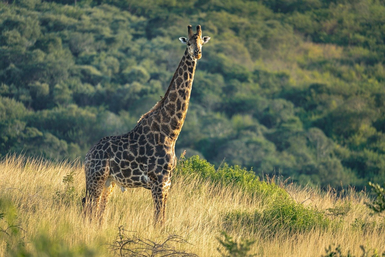 entdecken sie effektive nacken-dehnübungen zur linderung von verspannungen und zur verbesserung der beweglichkeit. unsere tipps helfen ihnen, nackenschmerzen vorzubeugen und ihr wohlbefinden zu steigern.