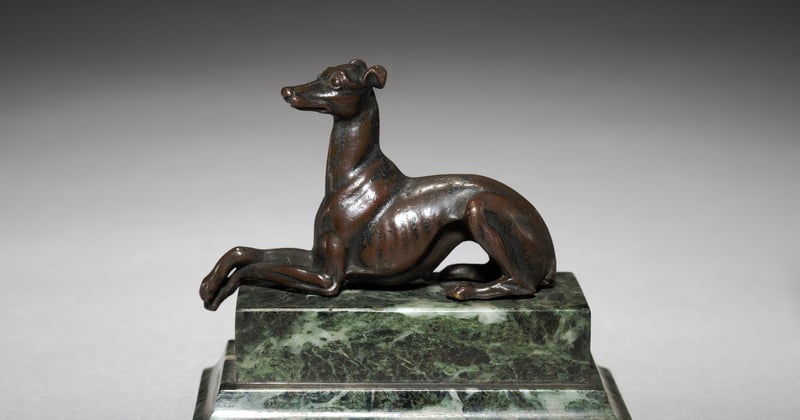Whippet: Die elegante Windhunderasse im Porträt