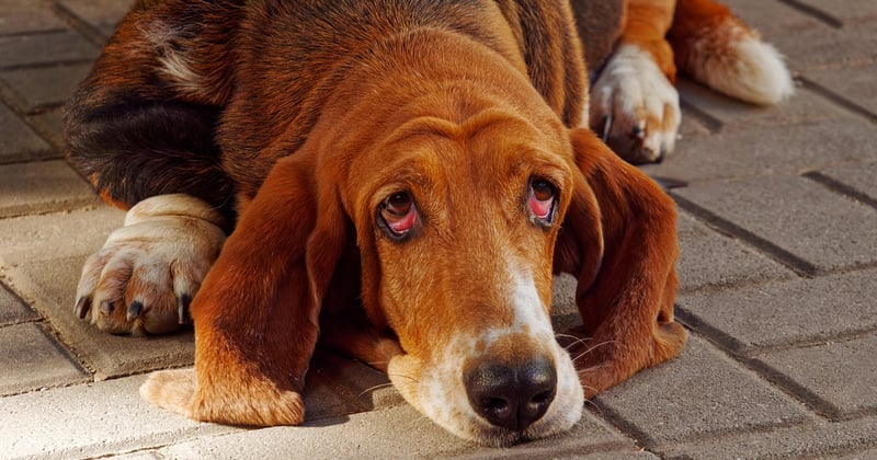 Basset Hound Charakter: Alles über Wesen, Pflege & Erziehung