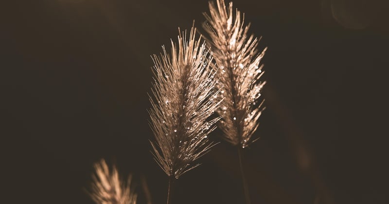 Do Si Dos: Wirkung, Geschmack und Anbau der Cannabis-Sorte